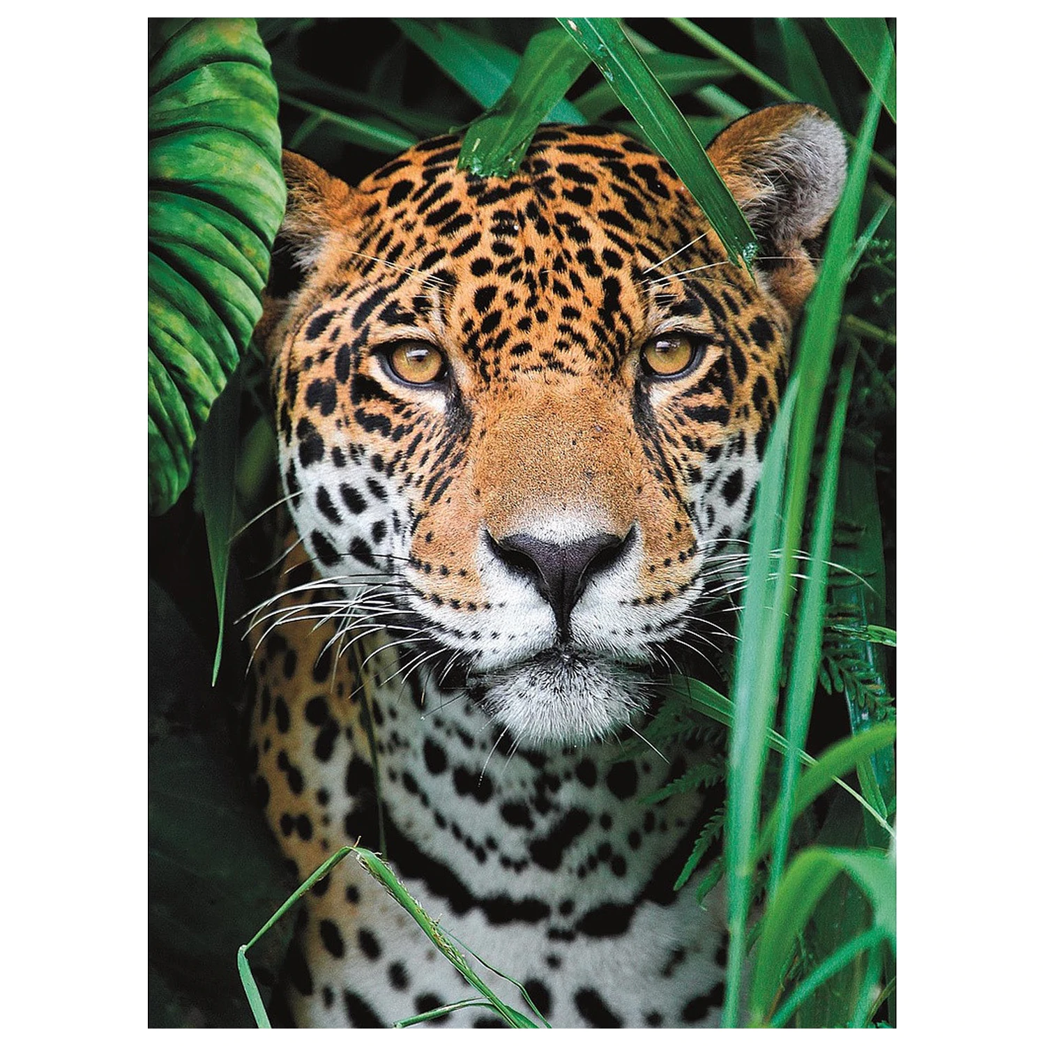 Animal Jaguar slagalica od 500 komada fotografija proizvoda