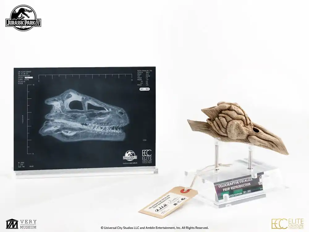 Jurassic Park III Prop Replika 1/1 Velociraptor rezonantna komora 18 cm fotografija proizvoda