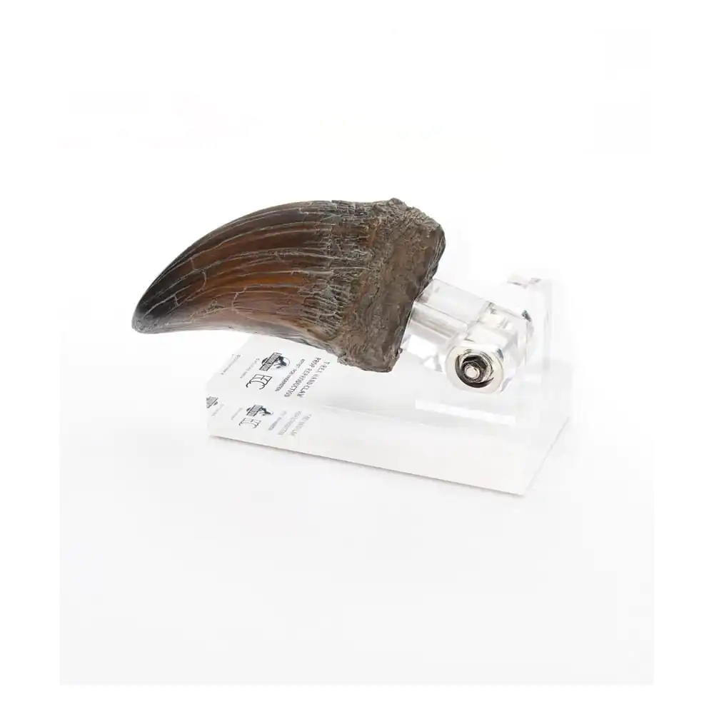 Jurassic Park kip T-Rex kandža šake 13 cm fotografija proizvoda