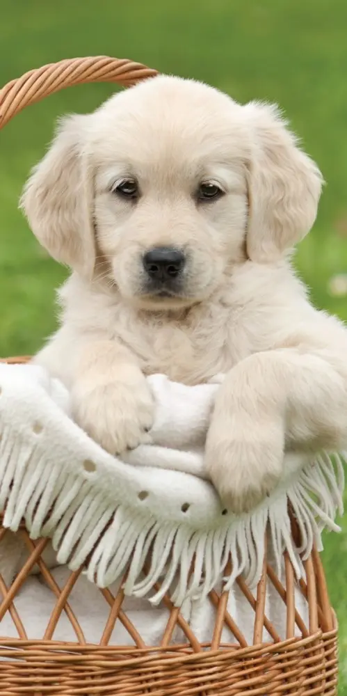 Ručnik za plažu za pse, ručnik za kupanje 70*140 cm fotografija proizvoda