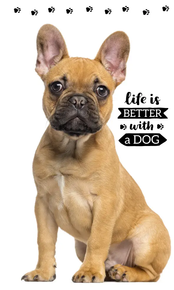 Ručnik za ruke i lice s motivom psa, ručnik 30*50cm fotografija proizvoda