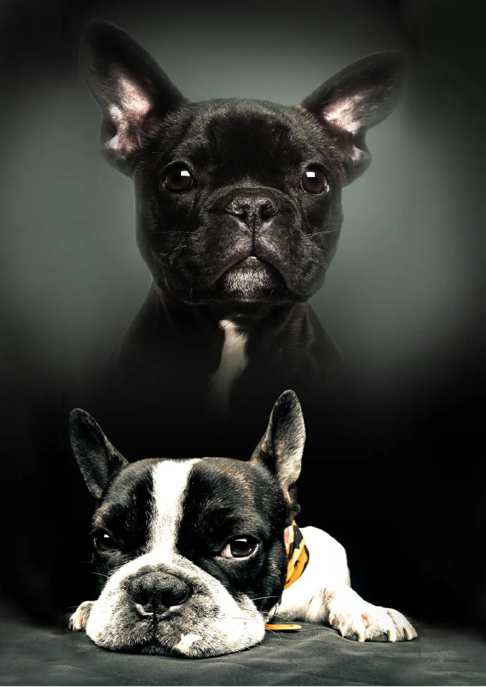 Fleece deka s otiskom psa 100*140cm fotografija proizvoda