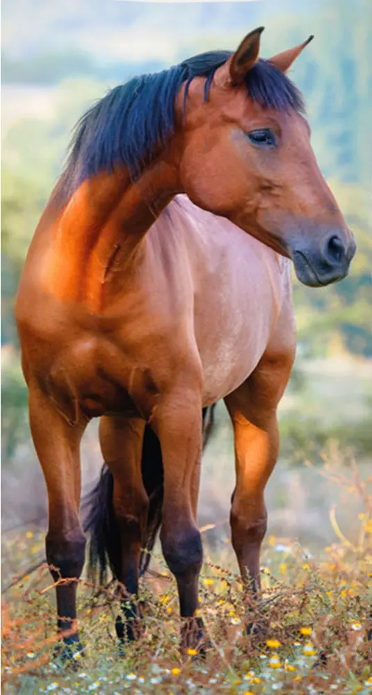 Konjički ručnik za ruke, ručnik za lice, ručnik 30*50cm fotografija proizvoda