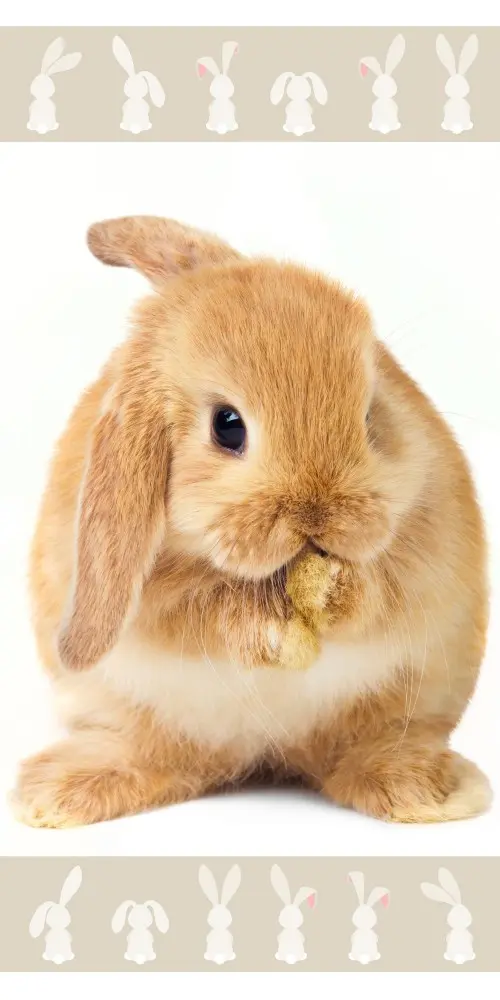 Bunny ručnik za kupanje, ručnik za plažu 70*140cm fotografija proizvoda