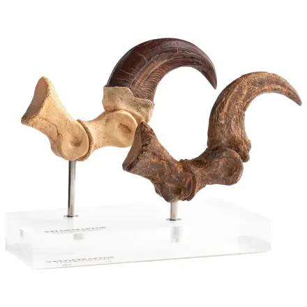 Jurassic Park ECC Elite Creature Line kip Velociraptor nožna kandža i set fosilnih kandži 20 cm fotografija proizvoda